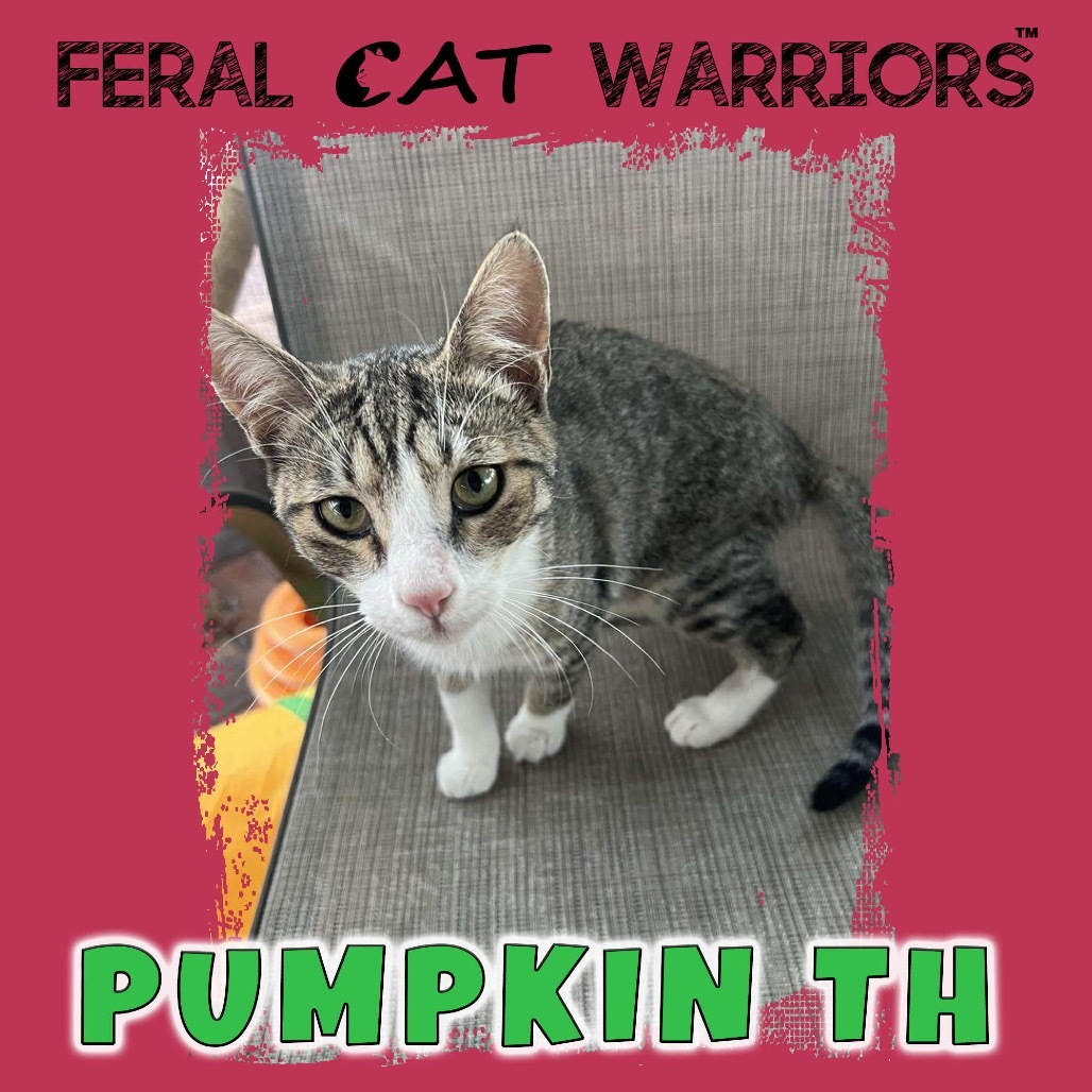 Pumpkin TH, an adoptable Domestic Short Hair in Kingman, AZ, 86401 | Photo Image 1