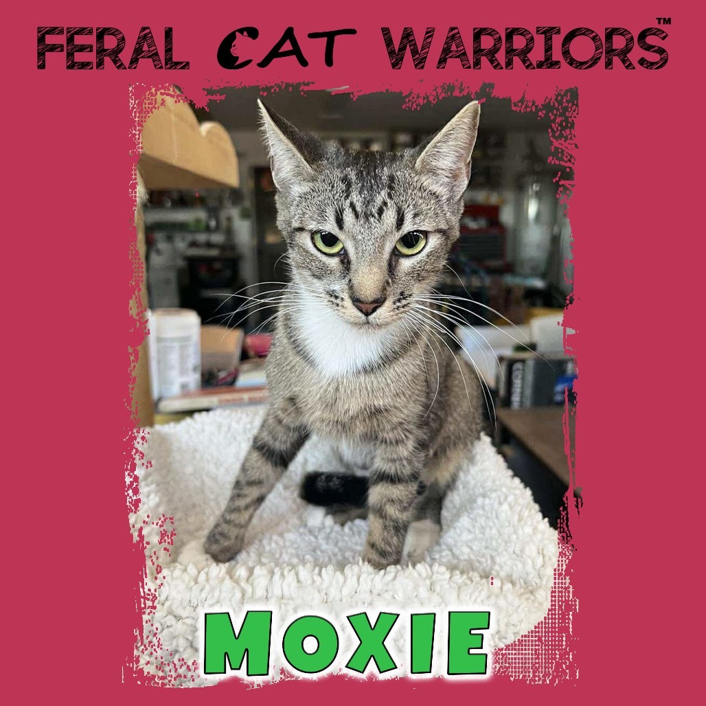 Moxie, an adoptable Domestic Short Hair in Kingman, AZ, 86401 | Photo Image 1