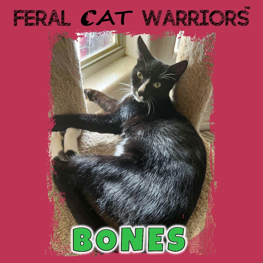 Bones, an adoptable Domestic Short Hair in Kingman, AZ, 86401 | Photo Image 1