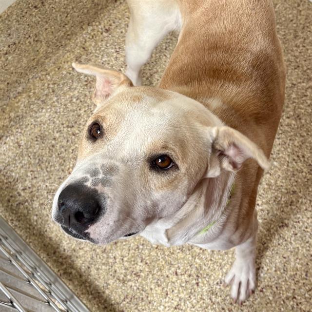 AIDA, an adoptable Harrier, Mixed Breed in Tucson, AZ, 85745 | Photo Image 1