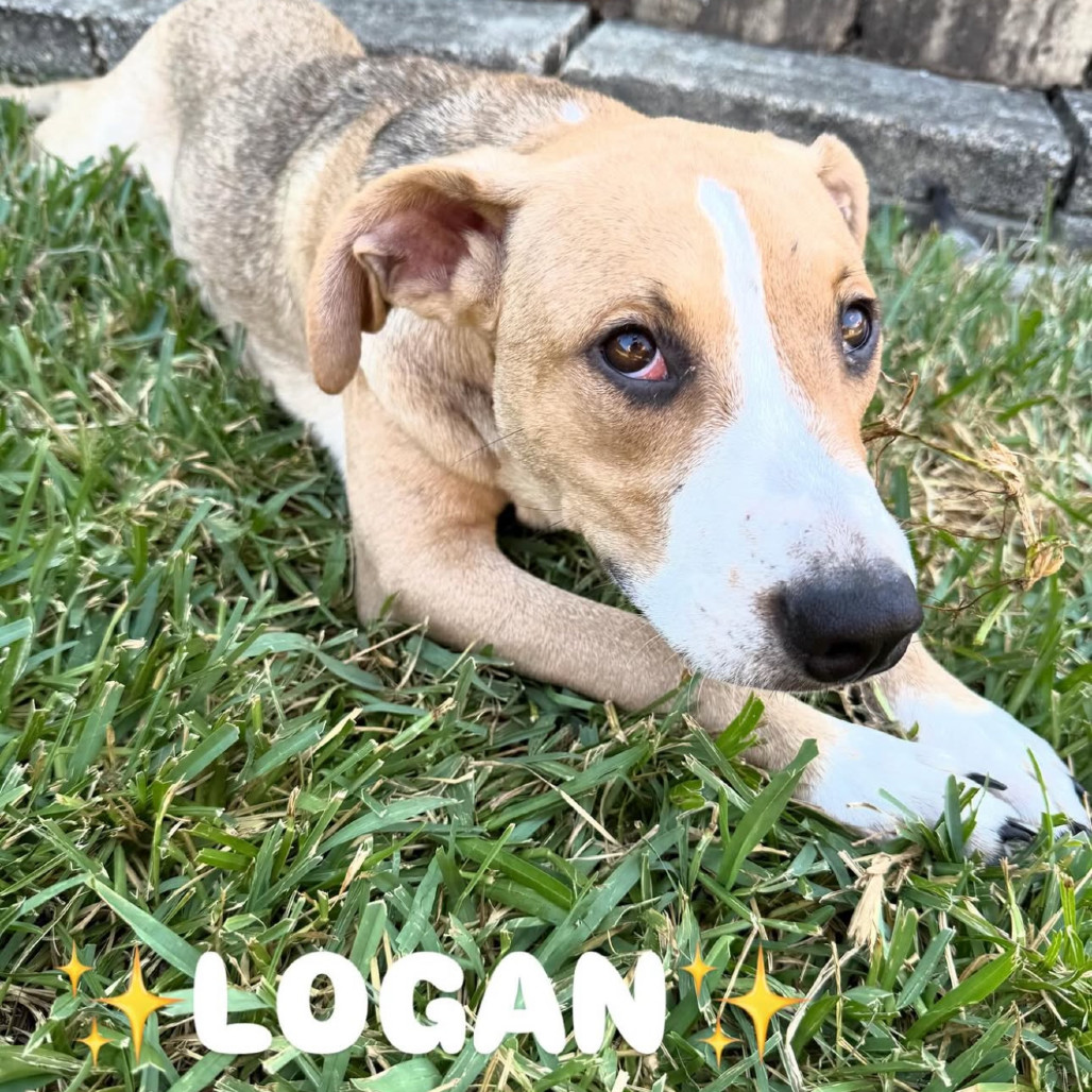 Logan Lane