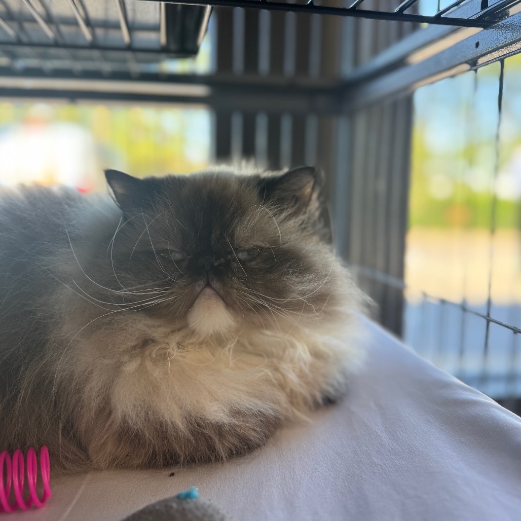 Jezebel, an adoptable Himalayan in Chesapeake, VA, 23320 | Photo Image 1