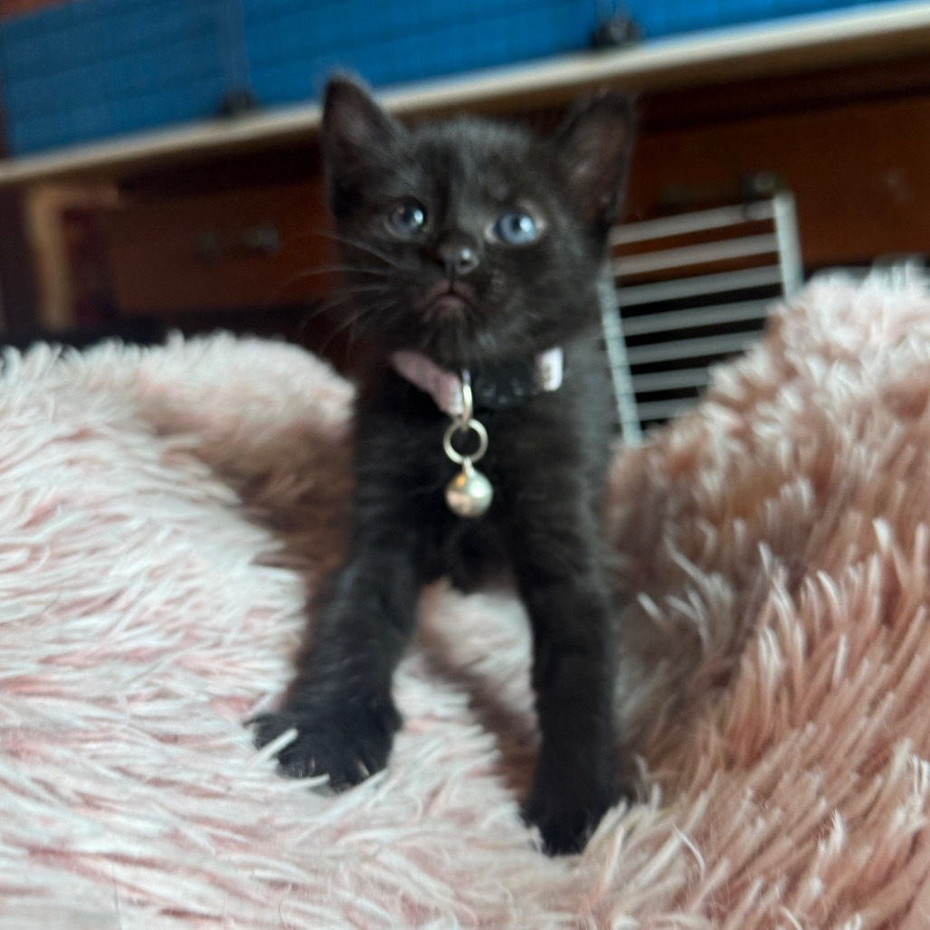 Brownie