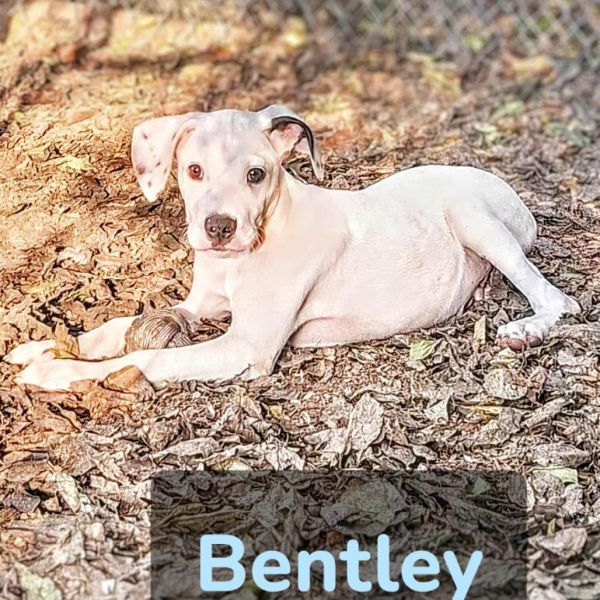 Bentley photo 1
