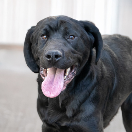 Pinocchio (IN FOSTER)
