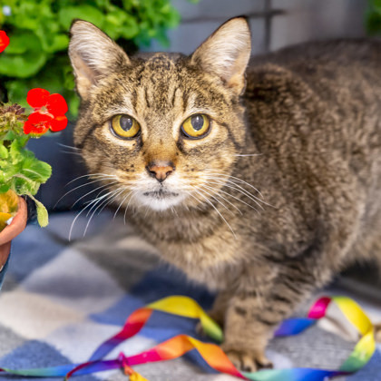 Joy (FIV+), an adoptable Pixiebob, Domestic Short Hair in Camano Island, WA, 98282 | Photo Image 1