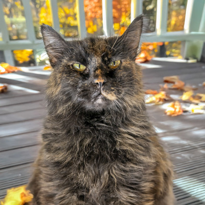 Aurelia (HYPERTHYROIDISM)