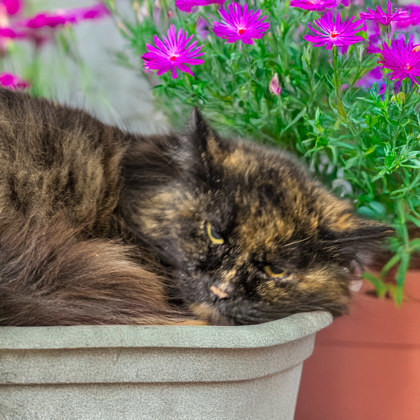 Aurelia (HYPERTHYROIDISM)