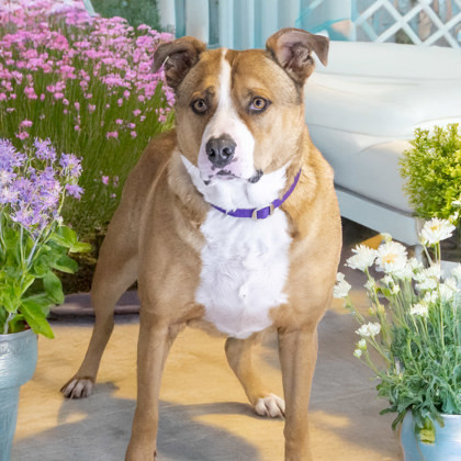 Brutus