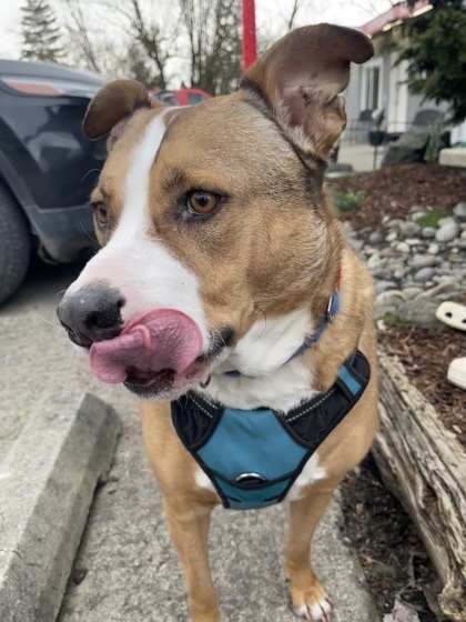 Brutus