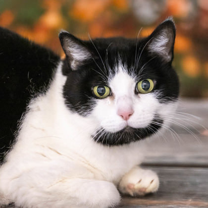 Mr. Cat