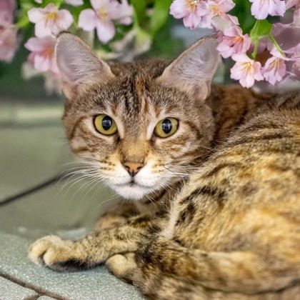 Meowmosa