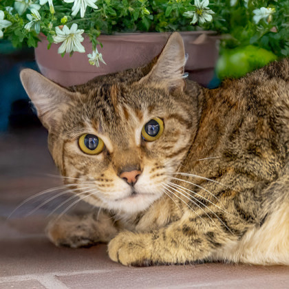 Meowmosa