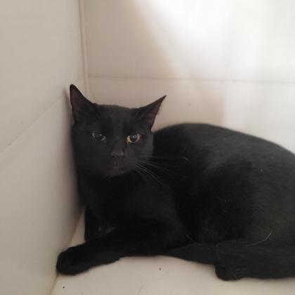 Mavis