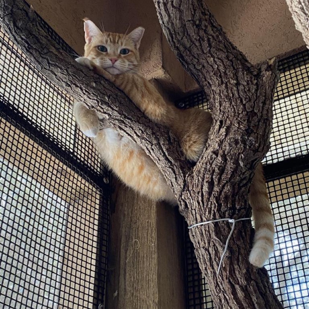 Sherbert, an adoptable Domestic Short Hair in Fulton, TX, 78358 | Photo Image 1