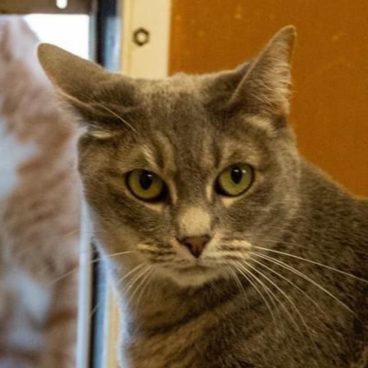 Lady, an adoptable Domestic Short Hair in Fulton, TX, 78358 | Photo Image 1