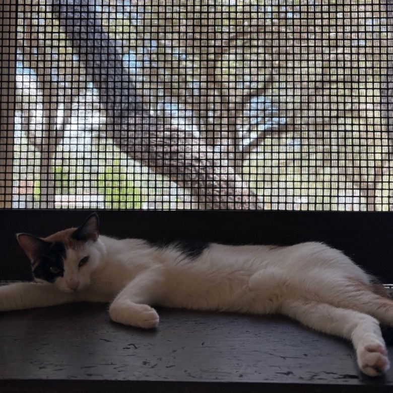 Patches, an adoptable Domestic Short Hair in Fulton, TX, 78358 | Photo Image 1