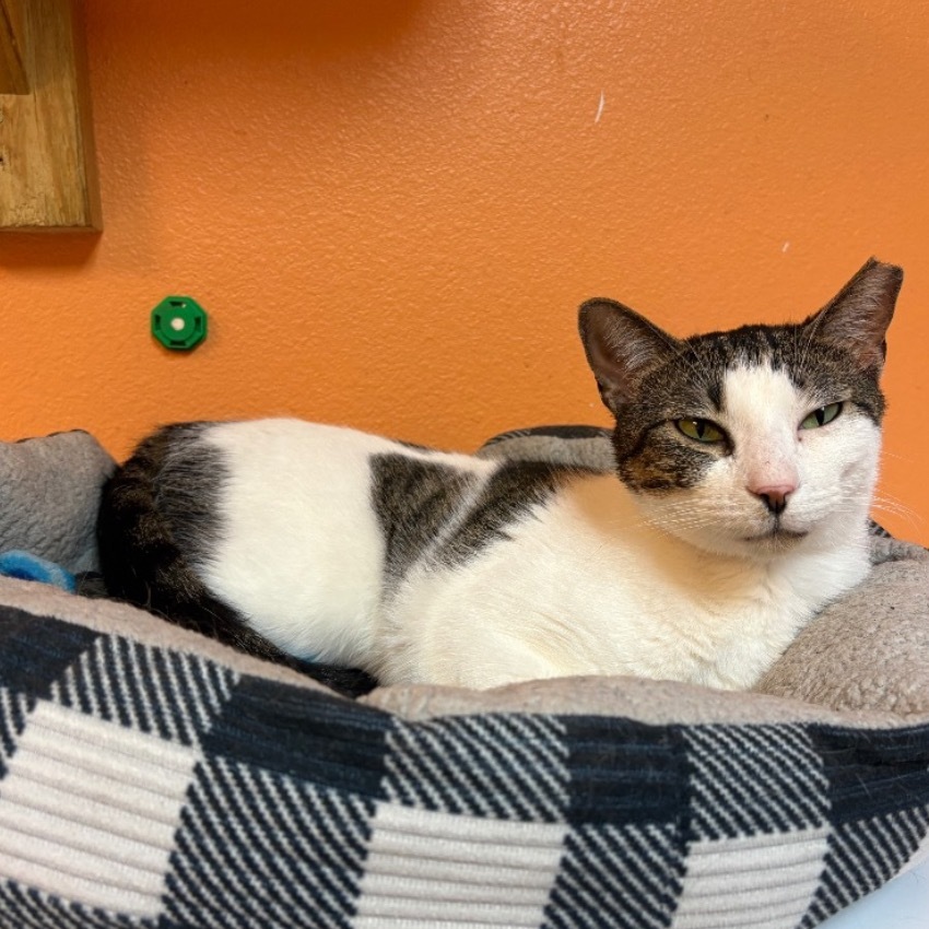 Lizzy, an adoptable Domestic Short Hair in Fulton, TX, 78358 | Photo Image 1