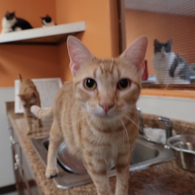 Sunshine, an adoptable Siamese in Fulton, TX, 78358 | Photo Image 1