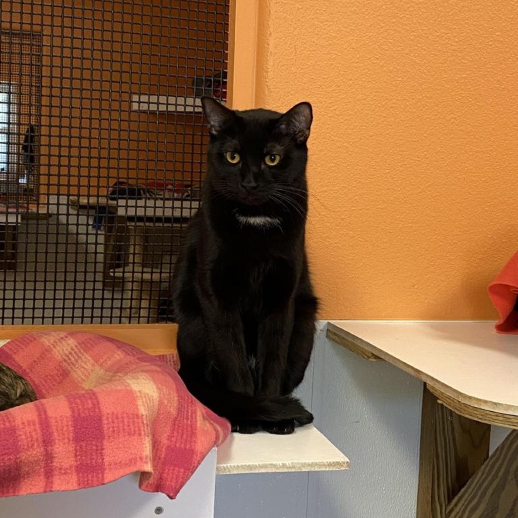 Dawn, an adoptable Domestic Short Hair in Fulton, TX, 78358 | Photo Image 1