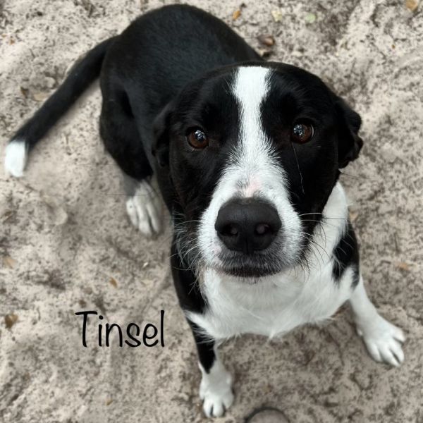 Tinsel
