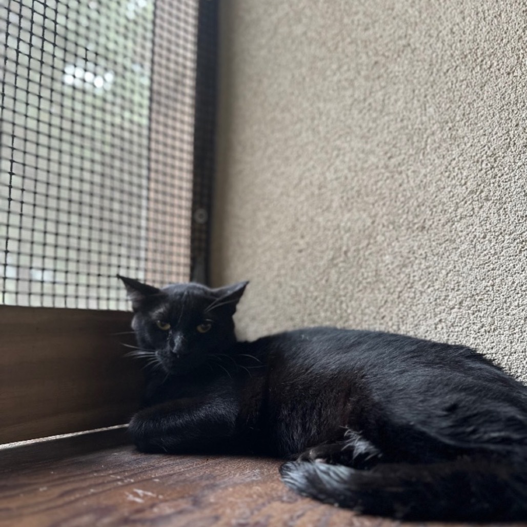 Johnny Bravo, an adoptable American Shorthair in Fulton, TX, 78358 | Photo Image 1