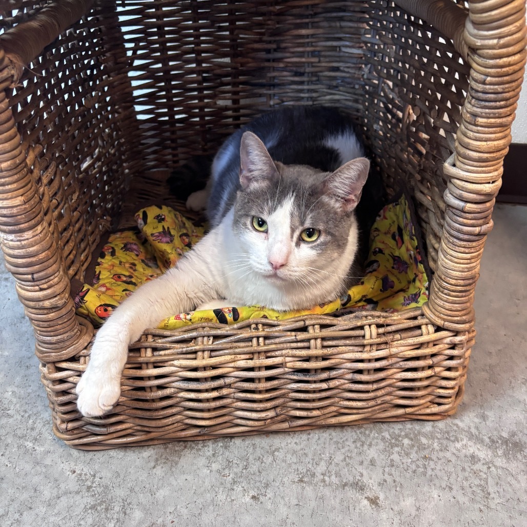 Dooley, an adoptable Domestic Medium Hair in Fulton, TX, 78358 | Photo Image 1