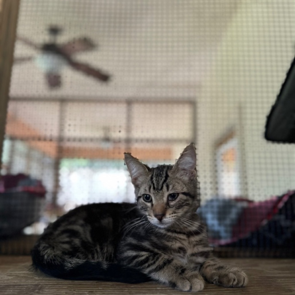 Snorlax, an adoptable American Shorthair in Fulton, TX, 78358 | Photo Image 1