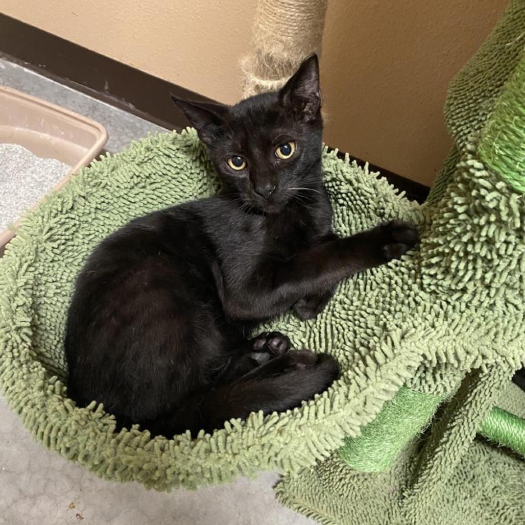 Sunnyside, an adoptable American Shorthair in Fulton, TX, 78358 | Photo Image 1