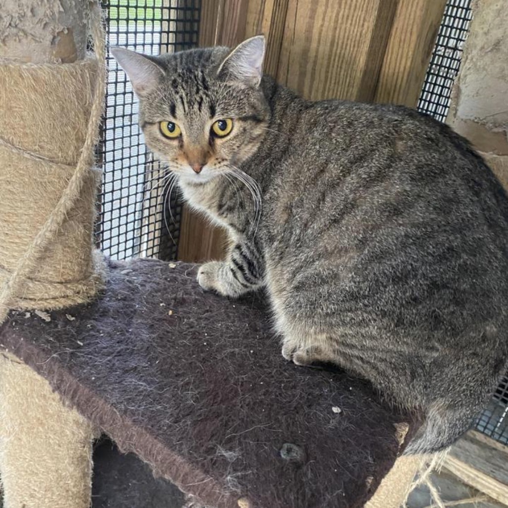 Alexa, an adoptable American Shorthair in Fulton, TX, 78358 | Photo Image 1