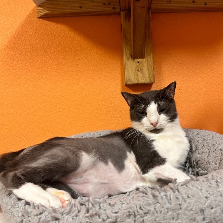 Squirtle, an adoptable American Shorthair in Fulton, TX, 78358 | Photo Image 1