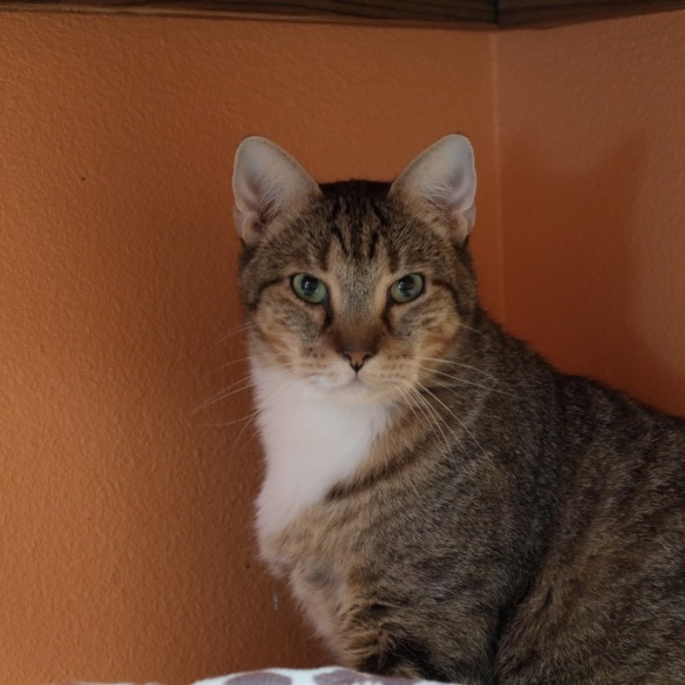 Mittens, an adoptable Domestic Short Hair in Fulton, TX, 78358 | Photo Image 1