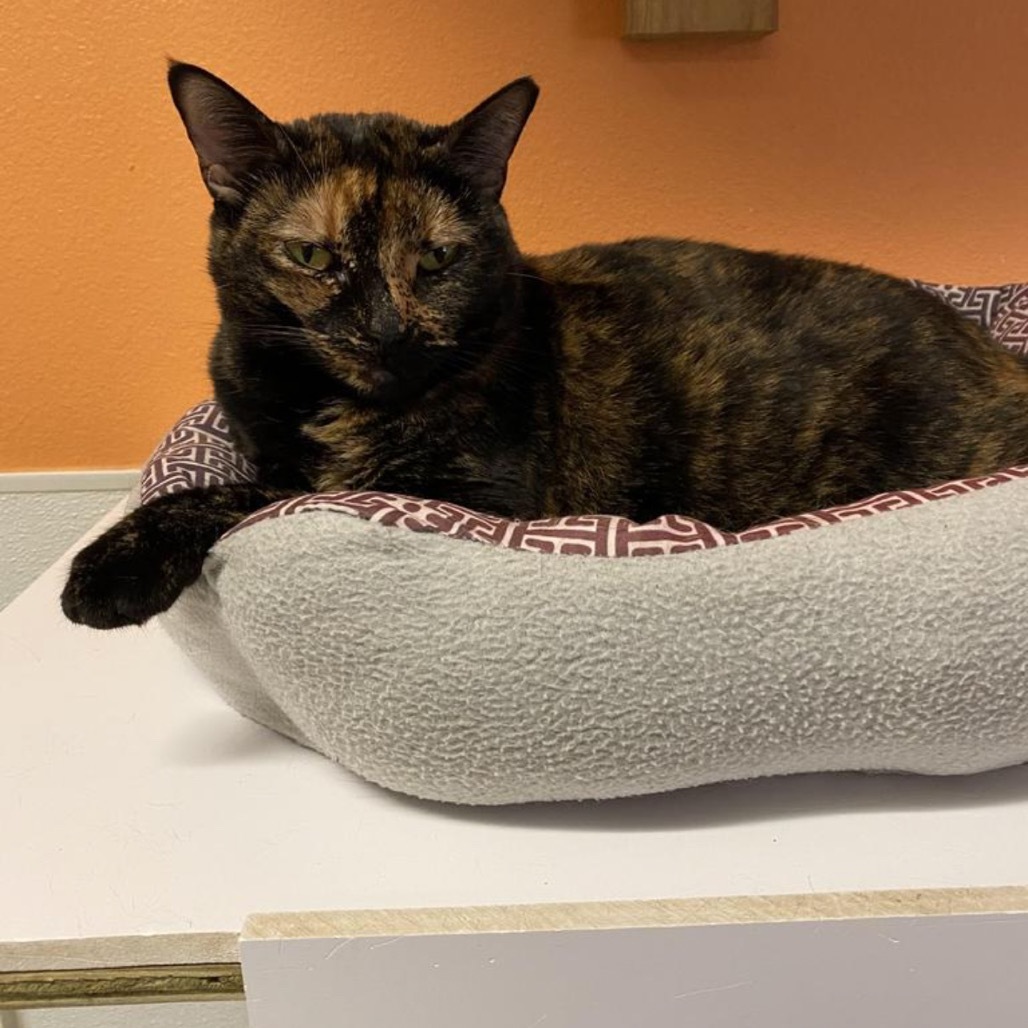 Spook, an adoptable Domestic Short Hair in Fulton, TX, 78358 | Photo Image 1