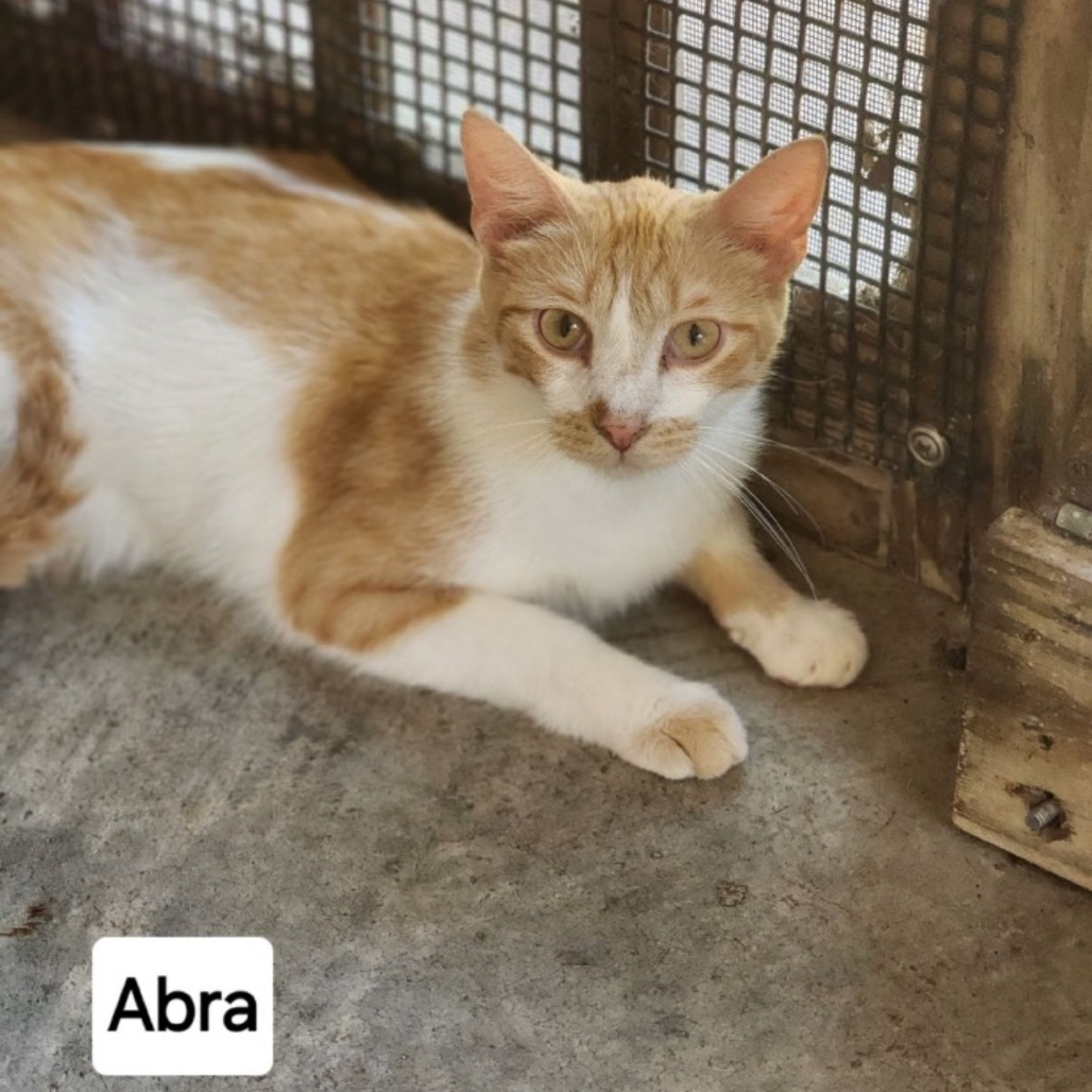 Abra, an adoptable Siamese in Fulton, TX, 78358 | Photo Image 1