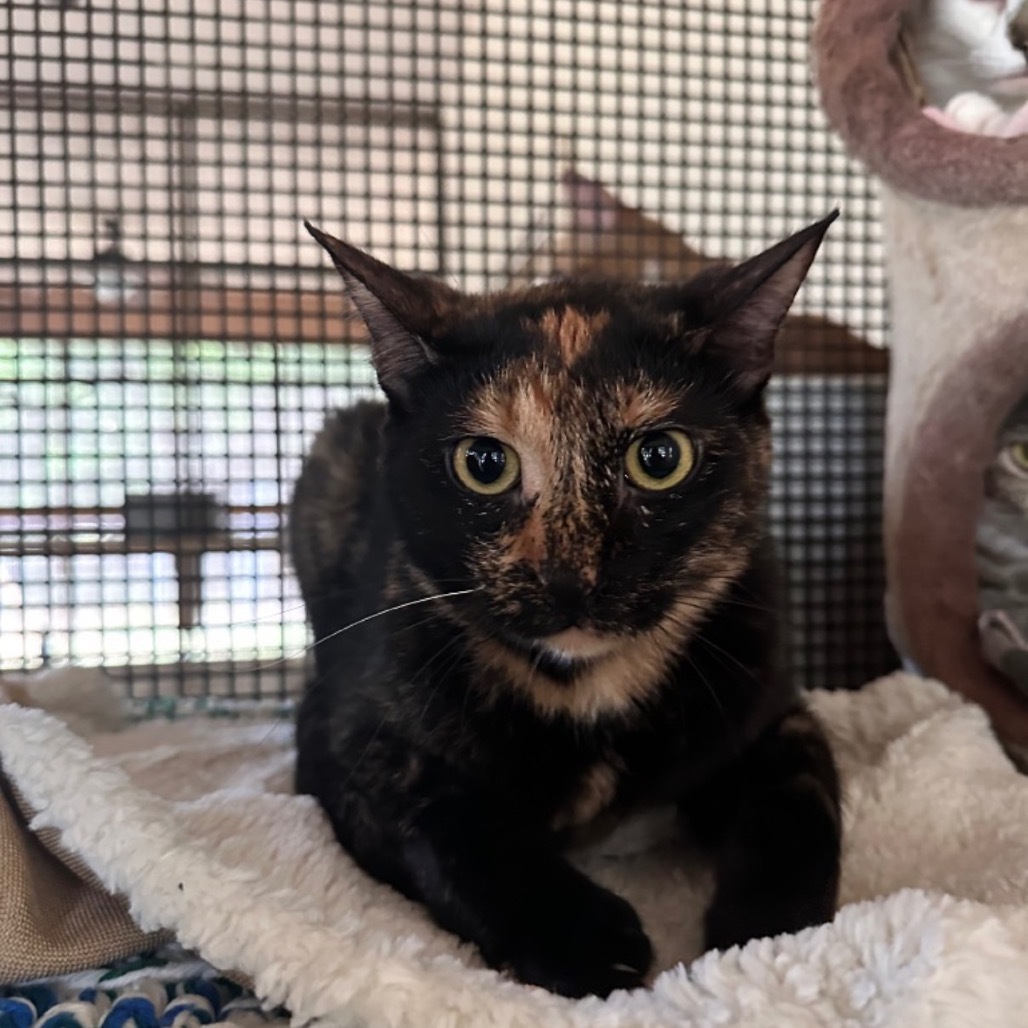 Minxie, an adoptable Domestic Short Hair in Fulton, TX, 78358 | Photo Image 1