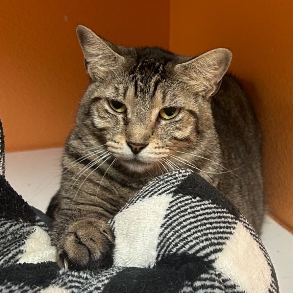 Valentina, an adoptable American Shorthair in Fulton, TX, 78358 | Photo Image 1