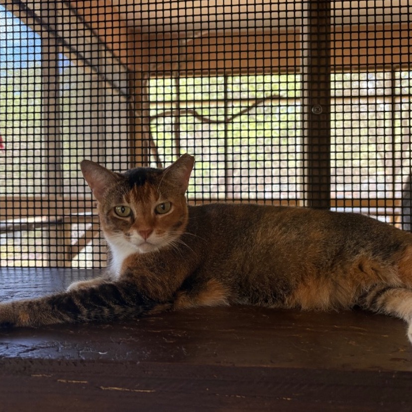 Miss Kay, an adoptable Domestic Short Hair in Fulton, TX, 78358 | Photo Image 1