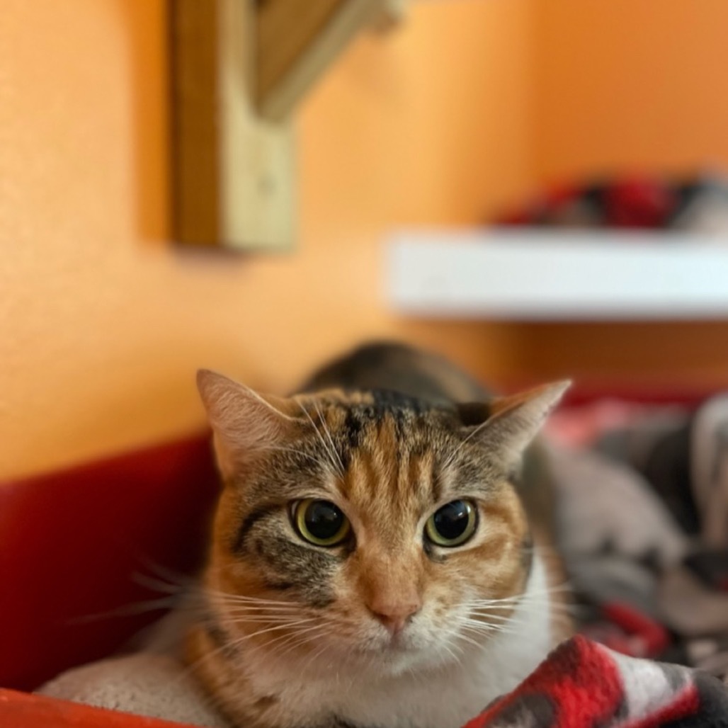 Sarah, an adoptable Domestic Short Hair in Fulton, TX, 78358 | Photo Image 1