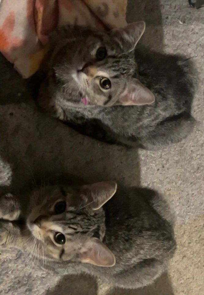 Mulis A. (Dark pink collar)