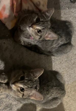 Hot Dog A. (red collar)