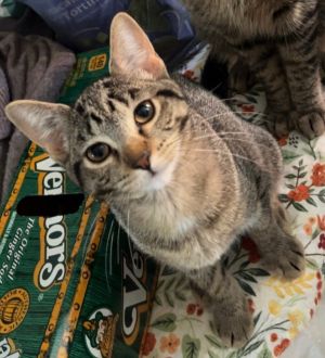 Seamus A. (green collar)