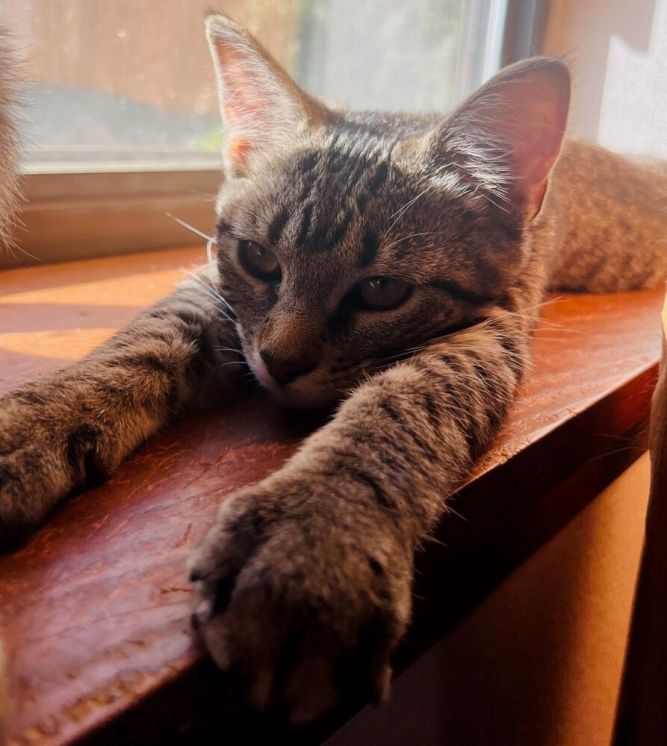 Tator Tot A. (yellow collar)