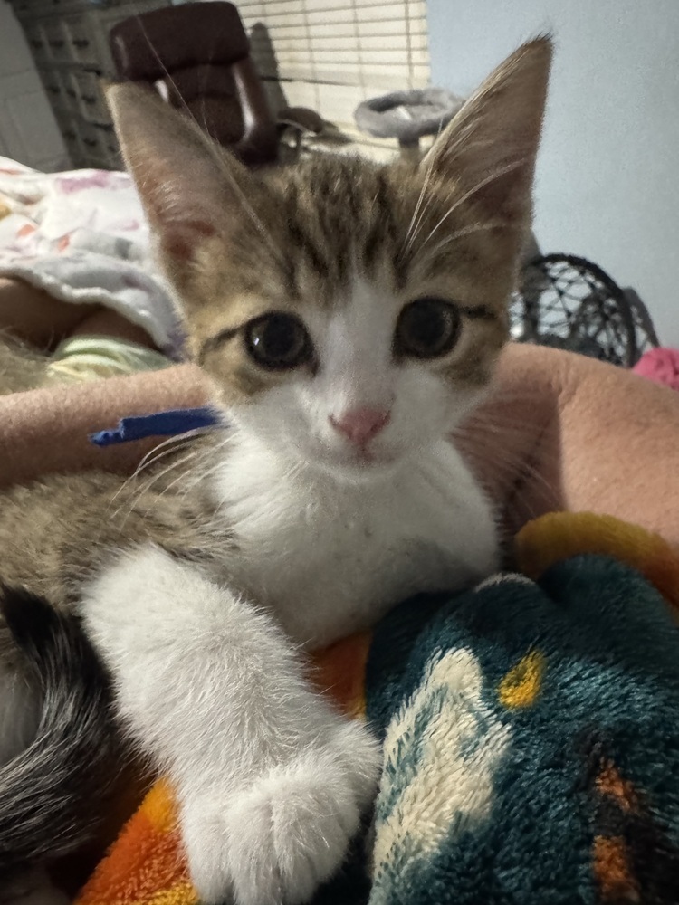 Arlo