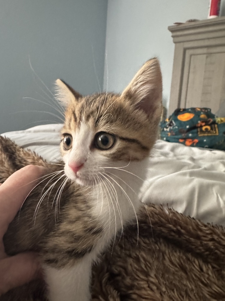 Arlo