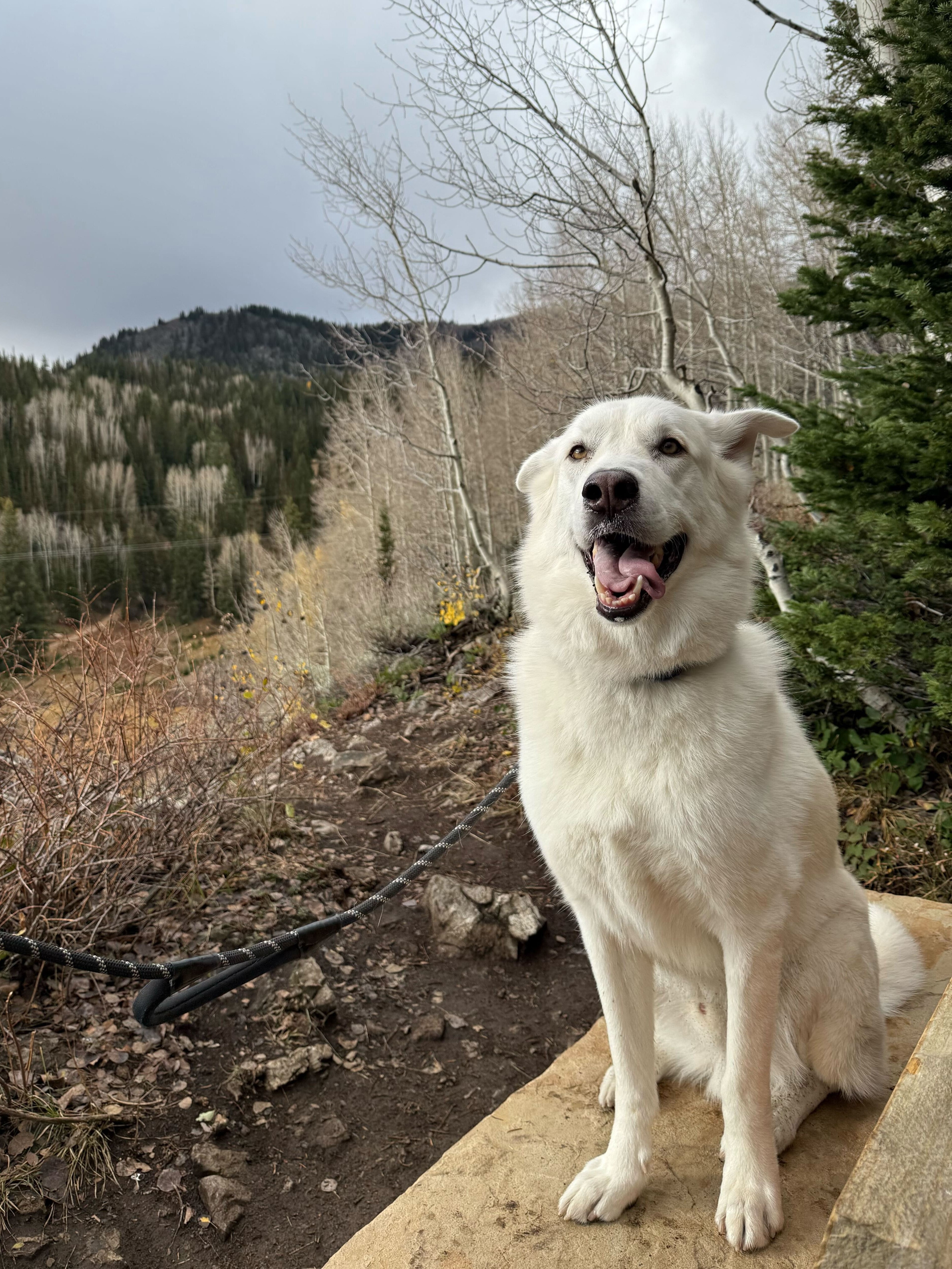 Bear, an adoptable Akbash, Siberian Husky in Cottonwood Heights, UT, 84121 | Photo Image 1