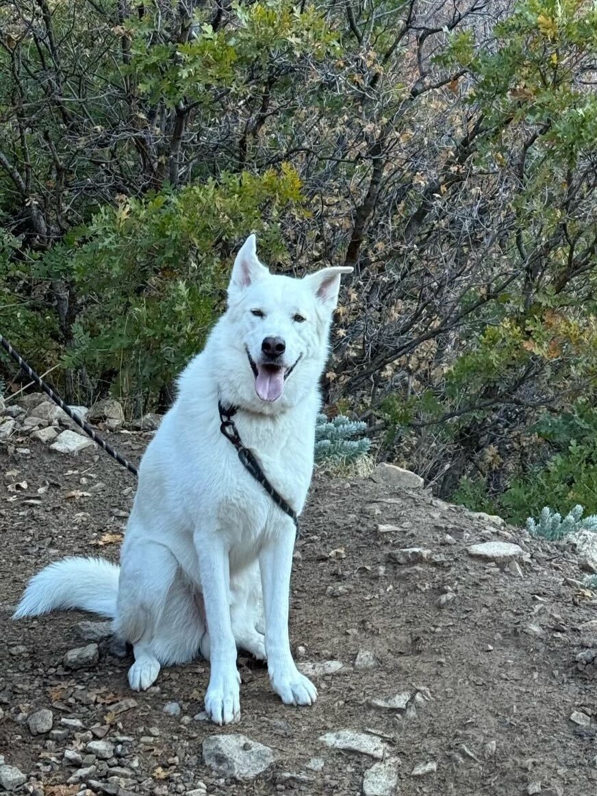 Bear, an adoptable Akbash, Siberian Husky in Cottonwood Heights, UT, 84121 | Photo Image 2
