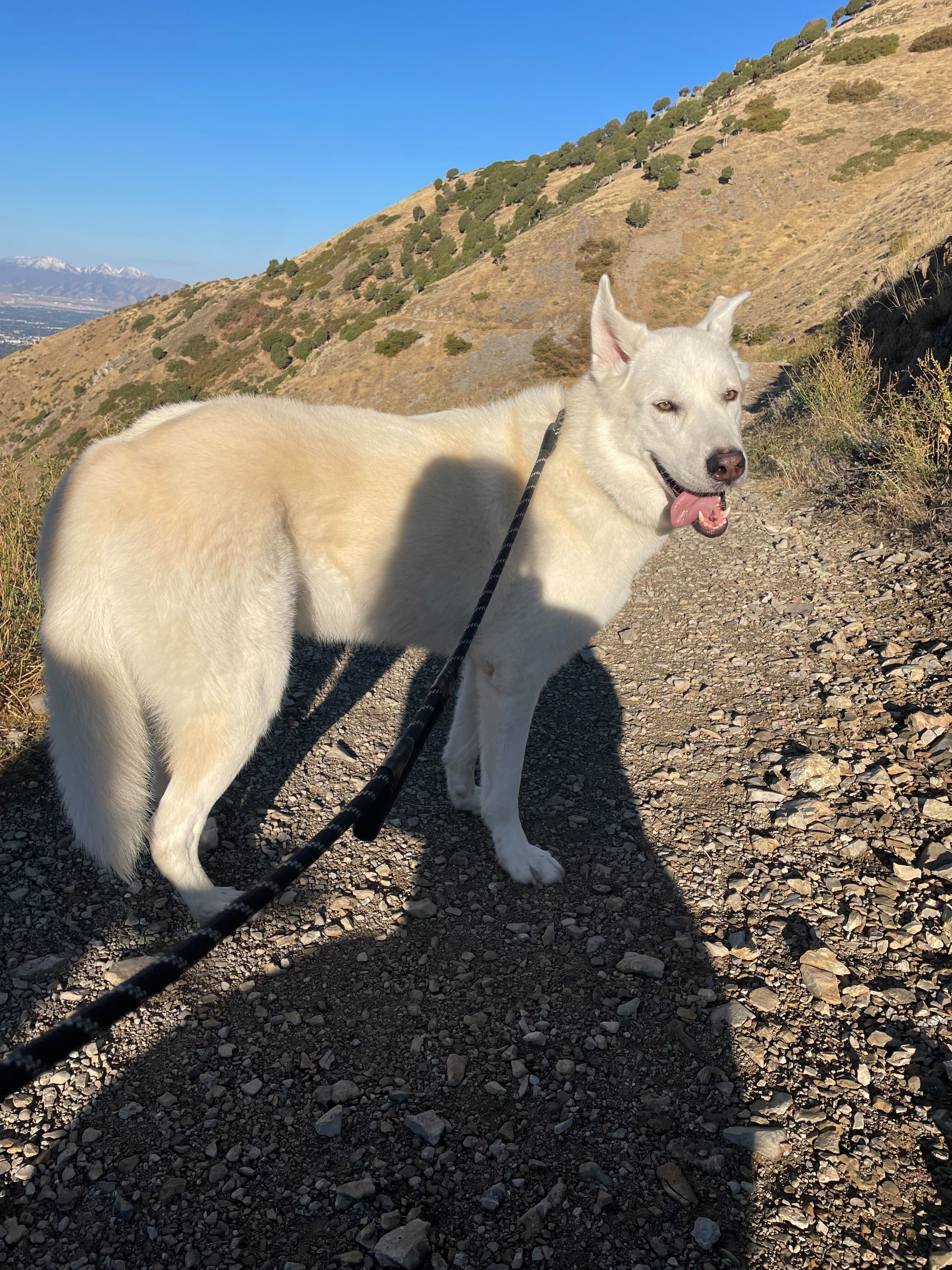 Bear, an adoptable Akbash, Siberian Husky in Cottonwood Heights, UT, 84121 | Photo Image 3