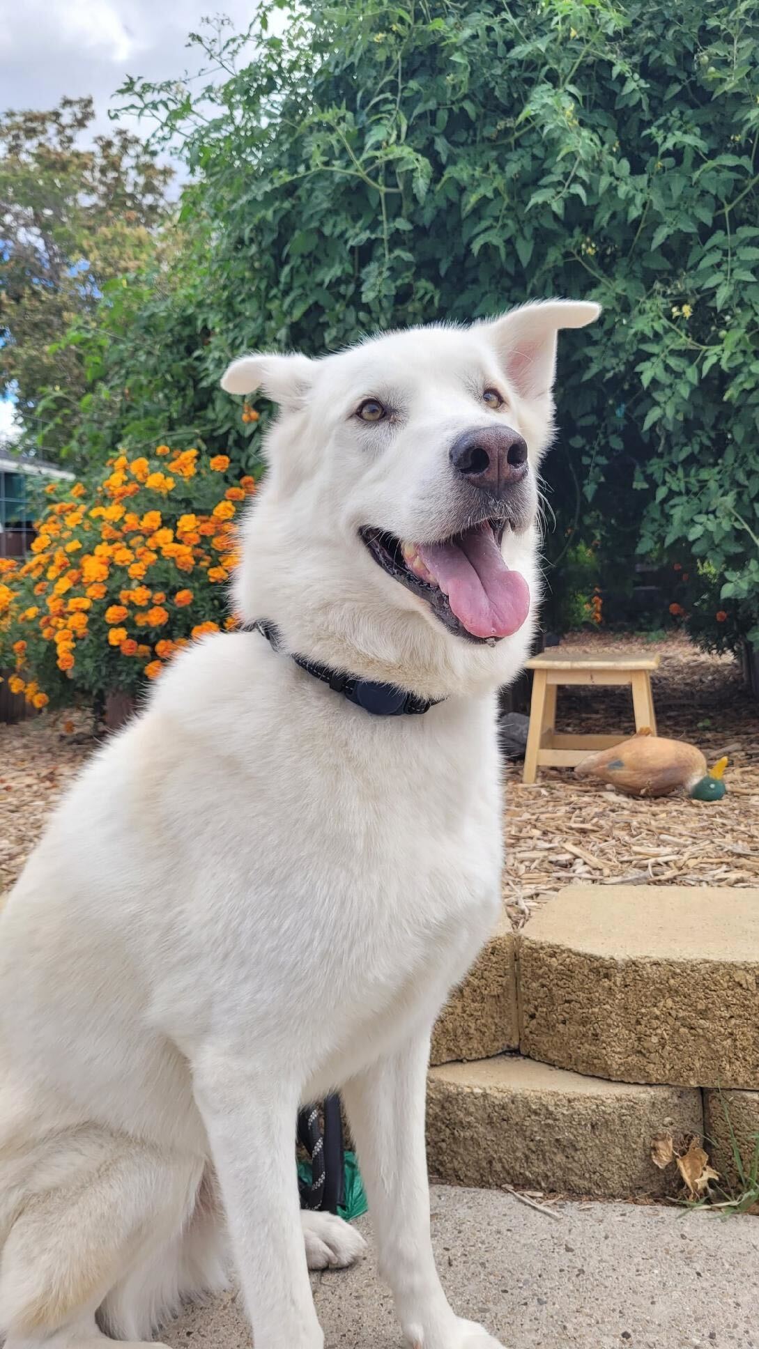 Bear, an adoptable Akbash, Siberian Husky in Cottonwood Heights, UT, 84121 | Photo Image 4