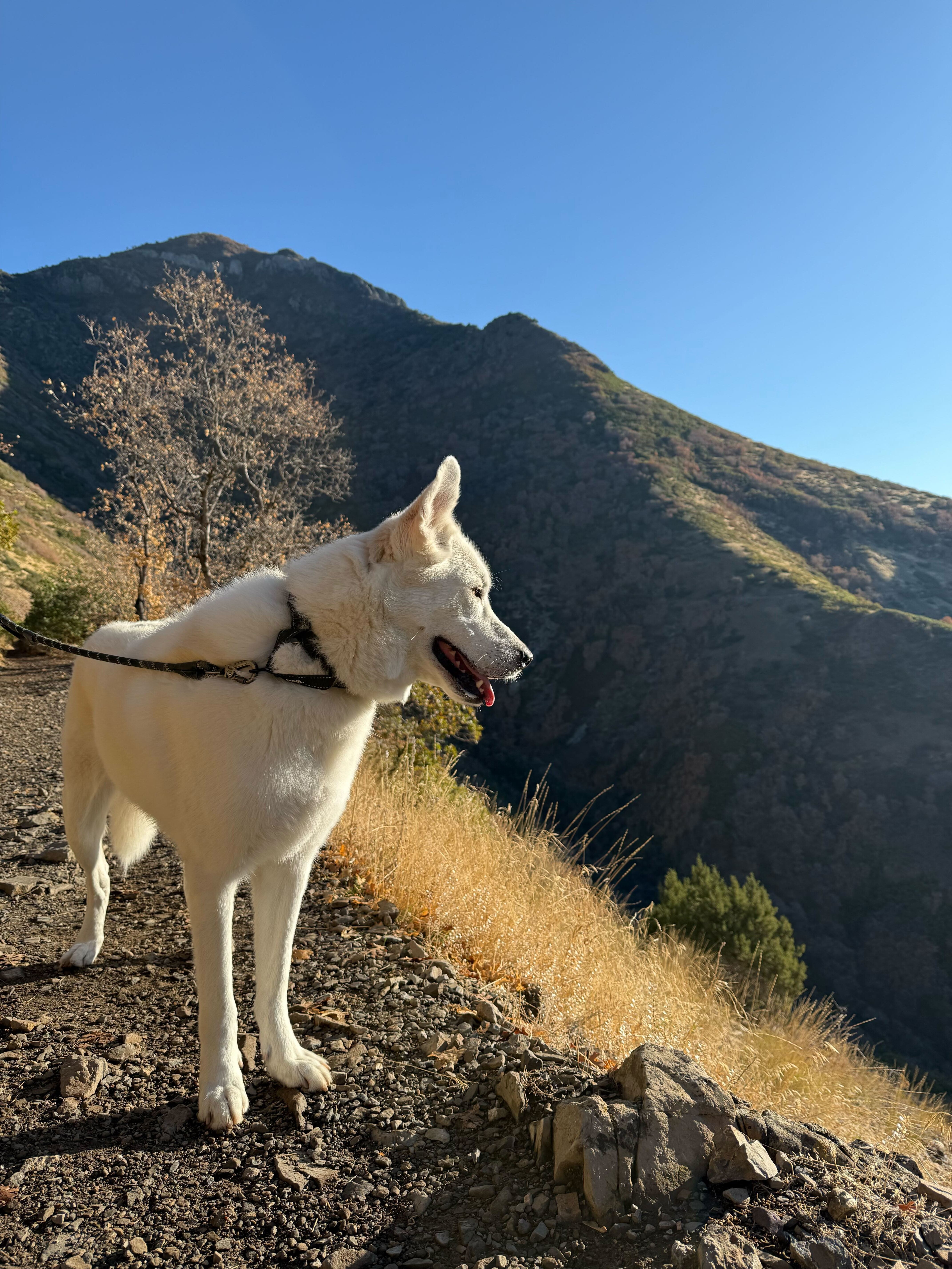 Bear, an adoptable Akbash, Siberian Husky in Cottonwood Heights, UT, 84121 | Photo Image 5