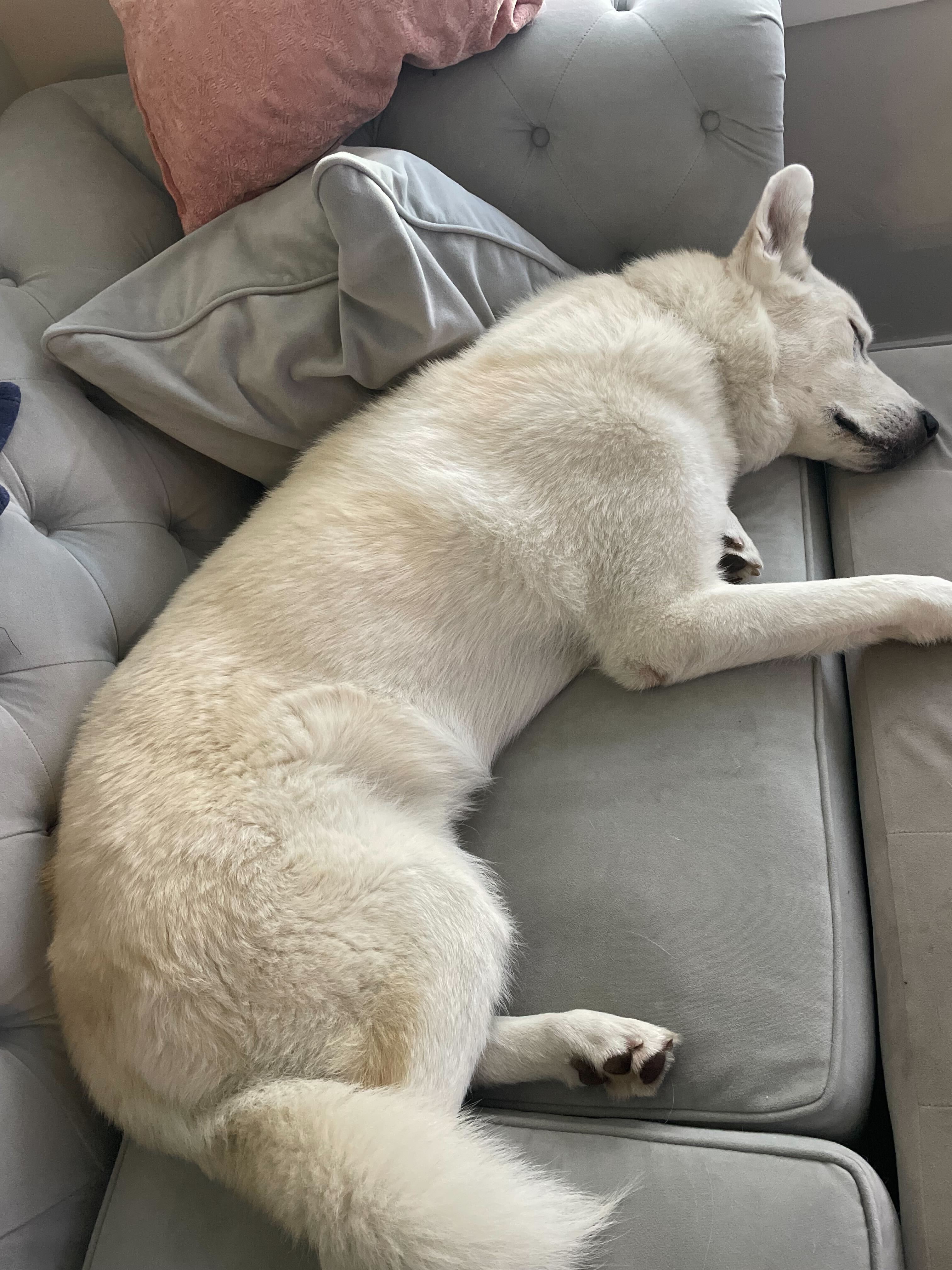 Bear, an adoptable Akbash, Siberian Husky in Cottonwood Heights, UT, 84121 | Photo Image 6
